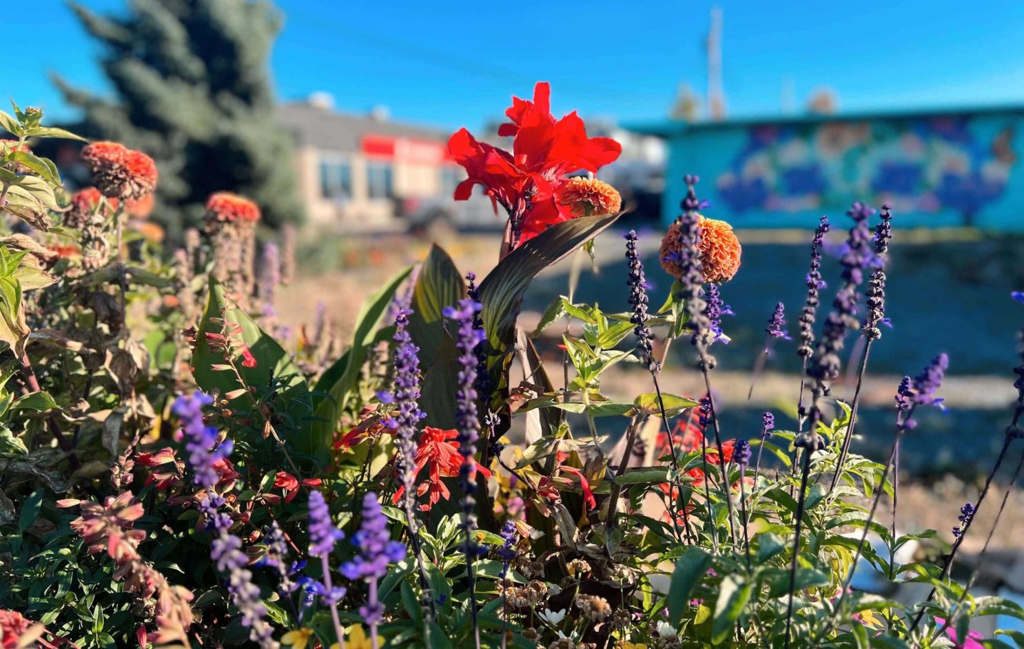 flowers